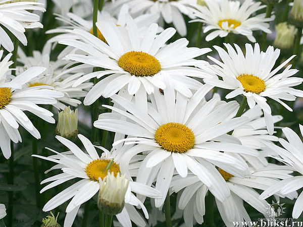 Ирина Хромова