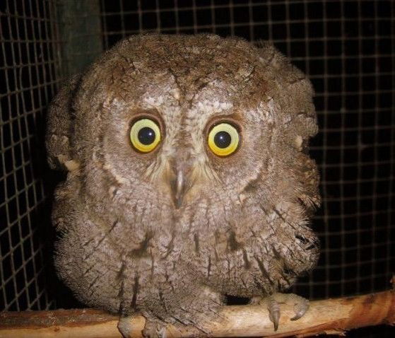 Михаил Воротынцев