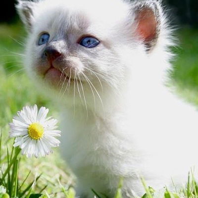 Ольга Дешкина