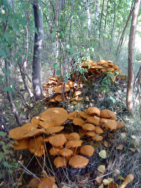 Вадим Вадим