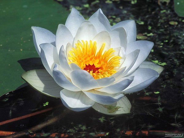 Геннадий Ив.