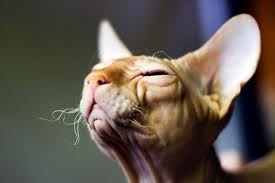 Екатерина Трубина