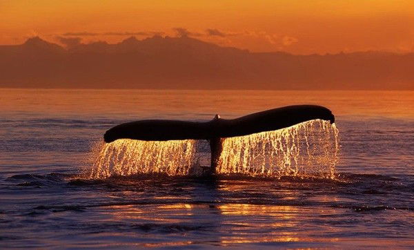 Елена Дмитриева