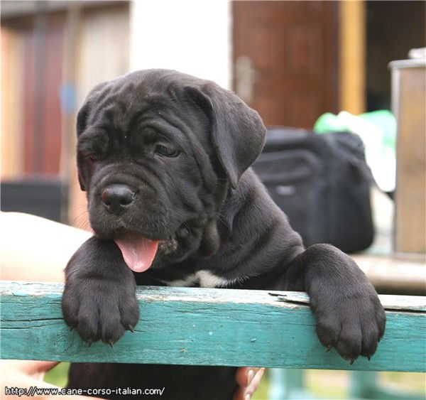 Светлана Дмитрук