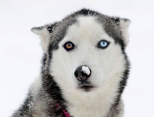 Алёна Масленникова