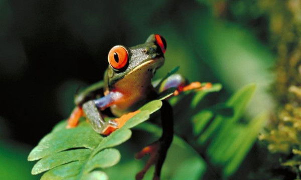 Just Theuselessmouth