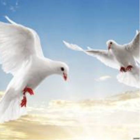 Надежда Шкатула