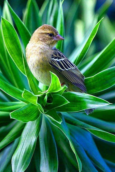 Марина Равба