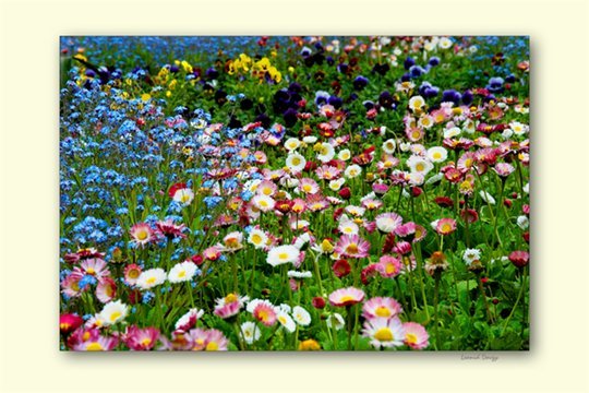 Маргарита Г