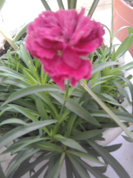 Зиля Хужина