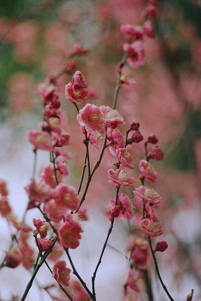 Аделина Габидуллина