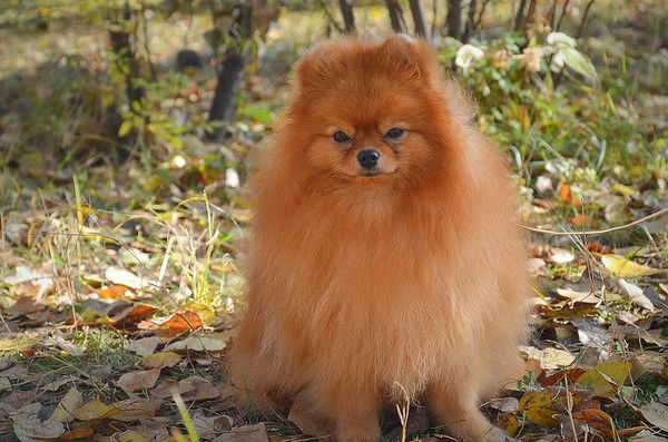 Людмила Перепада