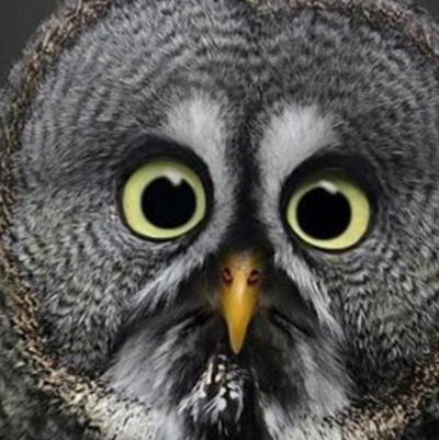 Лариса Михаэлис