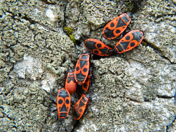 Дмитрий Тухто