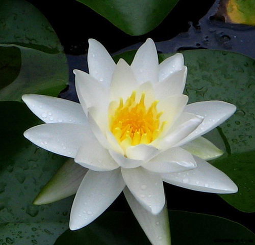 Оксана Соколова