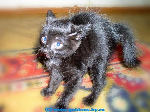 Вероника Шабанова