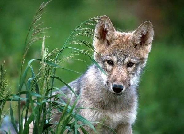 Влада Пронина