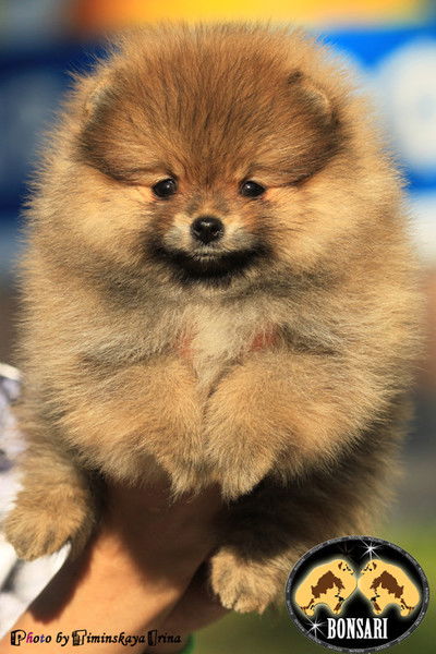 Нина Зубкова