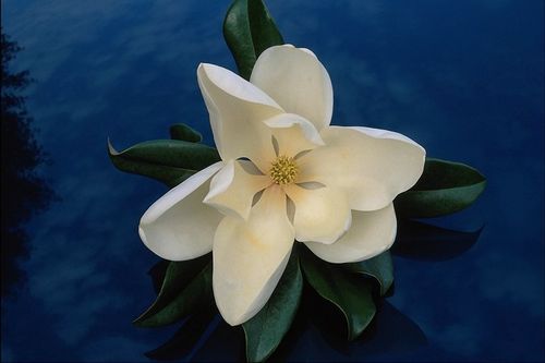 Татьяна Евреинова