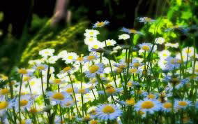 Дина Алтаева