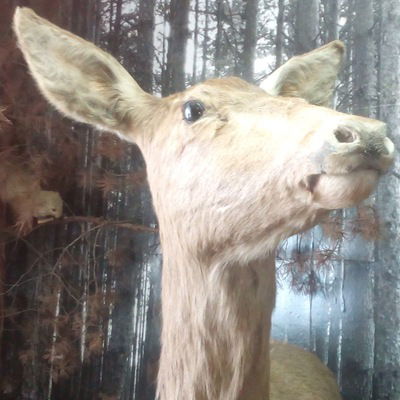 Макс Барановский