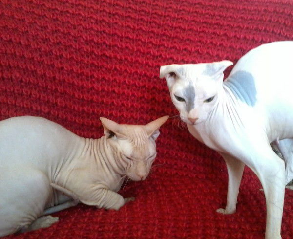 Татьяна Своя