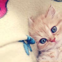 Ангелина Неверова