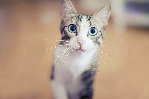 Катарина Шевченко