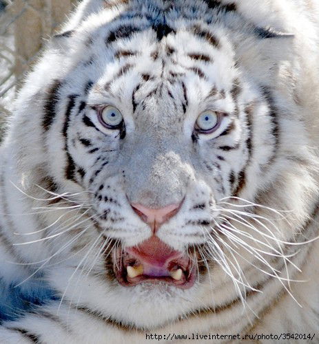 Александр Парилов