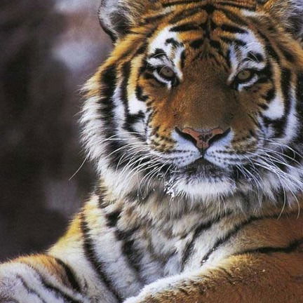 Алжан Жылкыбаев