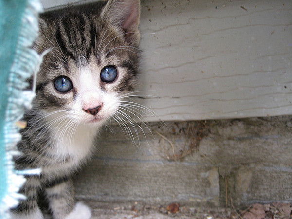 Коля Ордоян