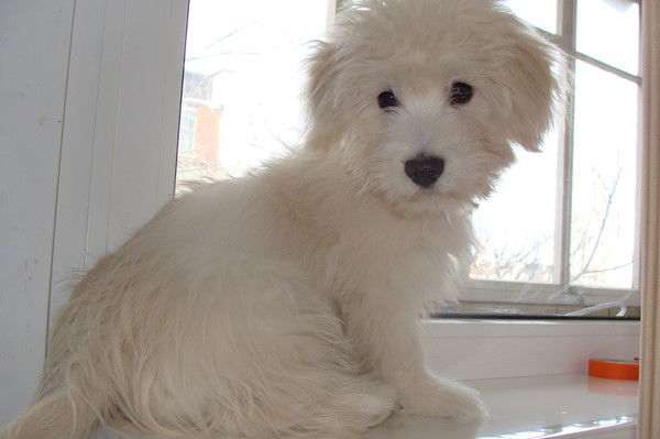 Саша Сергеев