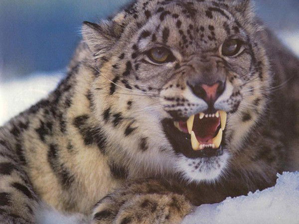 Алексей Башегуров