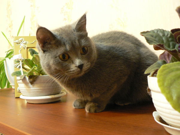 Нина Тарасова