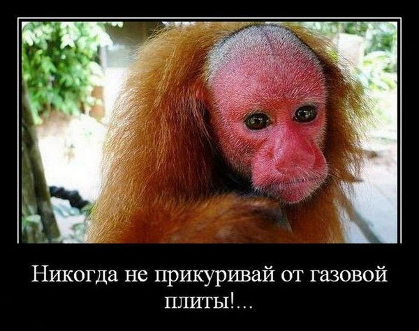 Добрый Молодец