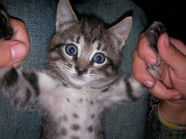 Герман Замятин