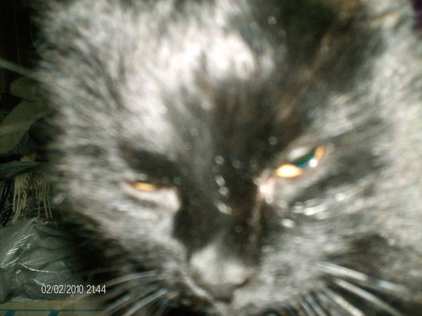 Андрей Свиридов