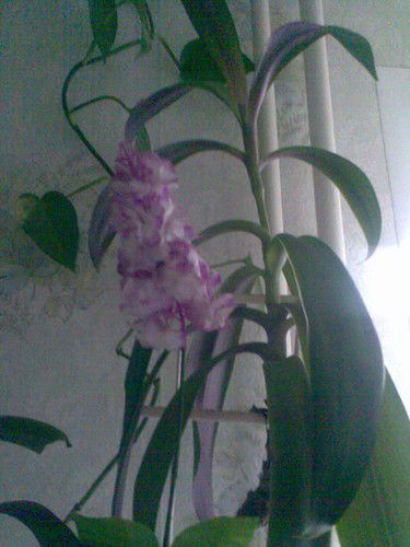 Алексей Кобяк