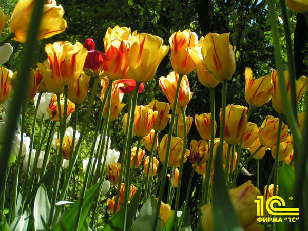 Галина Коваленко