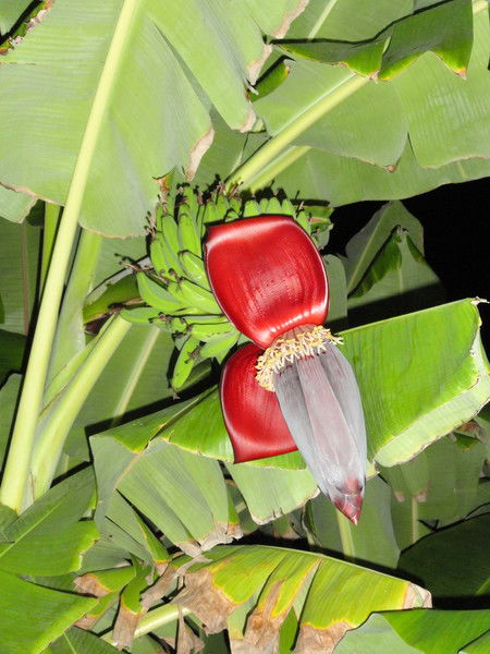 Вероника Арефьева