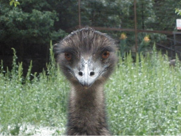 Наталия Галкина