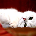 Марина Денисова