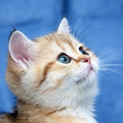 Елена Лахманова