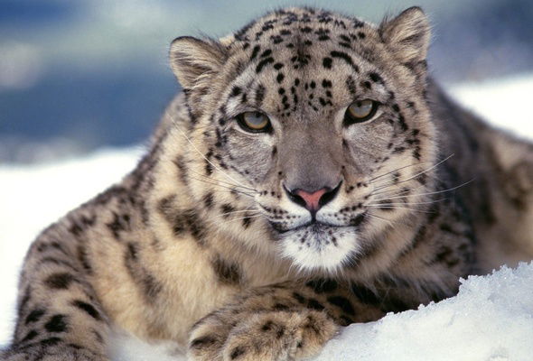 Вадим Фарафонтов