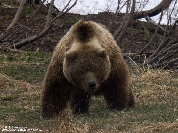 Александр Губко