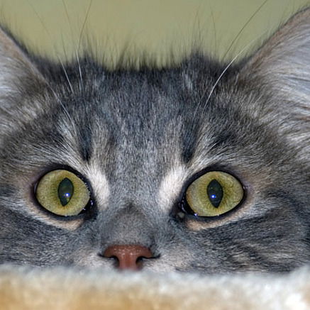 Татьяна Vodoley