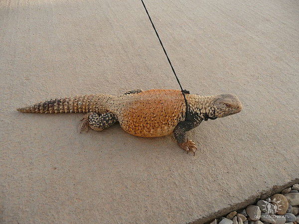 Юрий Сенько