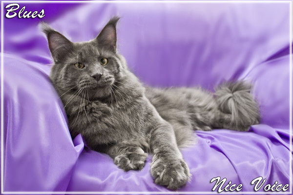 Дима Балакин