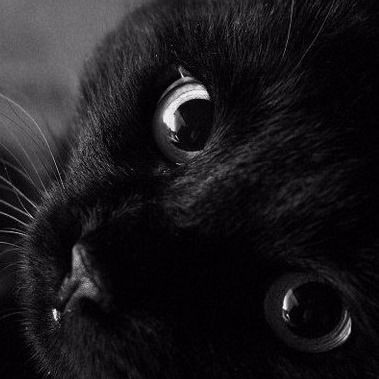 Ксения Кончак