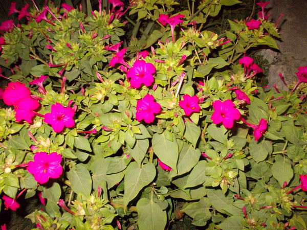 Гульнара Шаянова